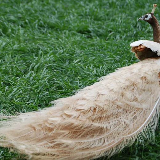 Peach Pied Peafowl