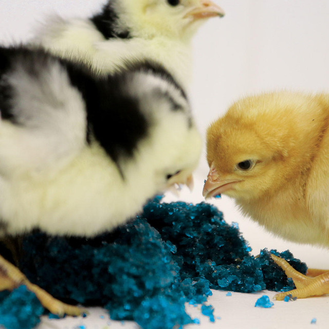Peck n’ Grow For Sale - Image 2