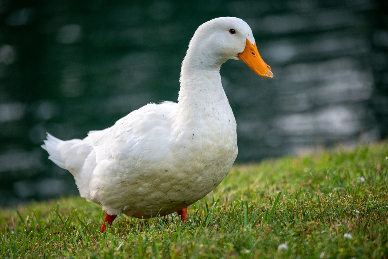 Pekin Ducklings