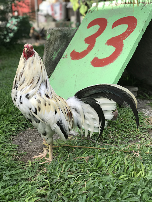 Peppers roosters for sale