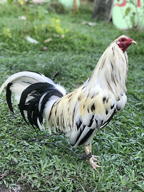 Peppers roosters for sale - Image 2