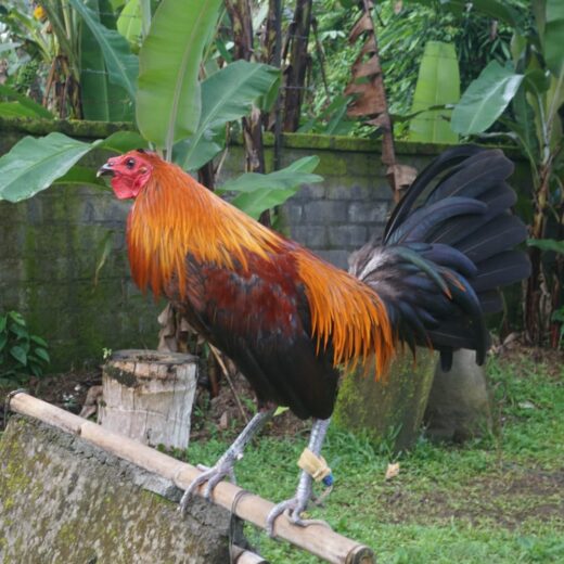 peruvian rooster for sale