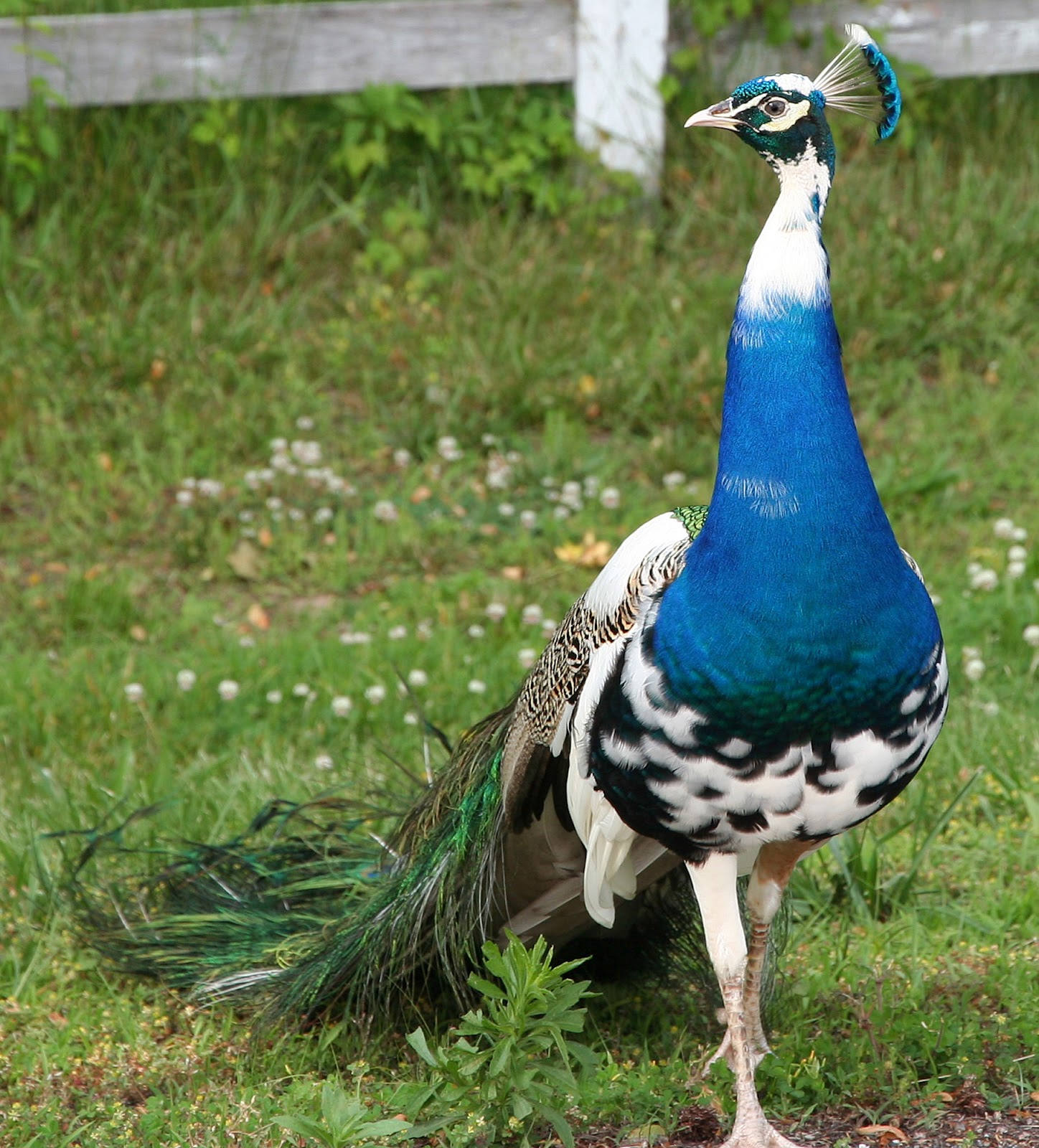 Pied India Blue Peafowl