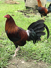 Purebred CaRaBlades game roosters for sale - Image 2