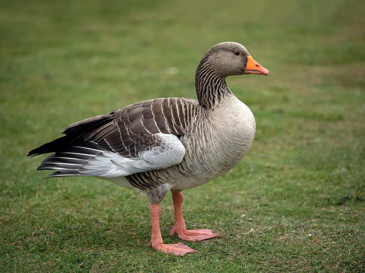 Pilgrim Geese
