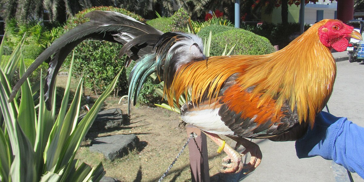 pumpkin hulsey hens for sale - Image 2