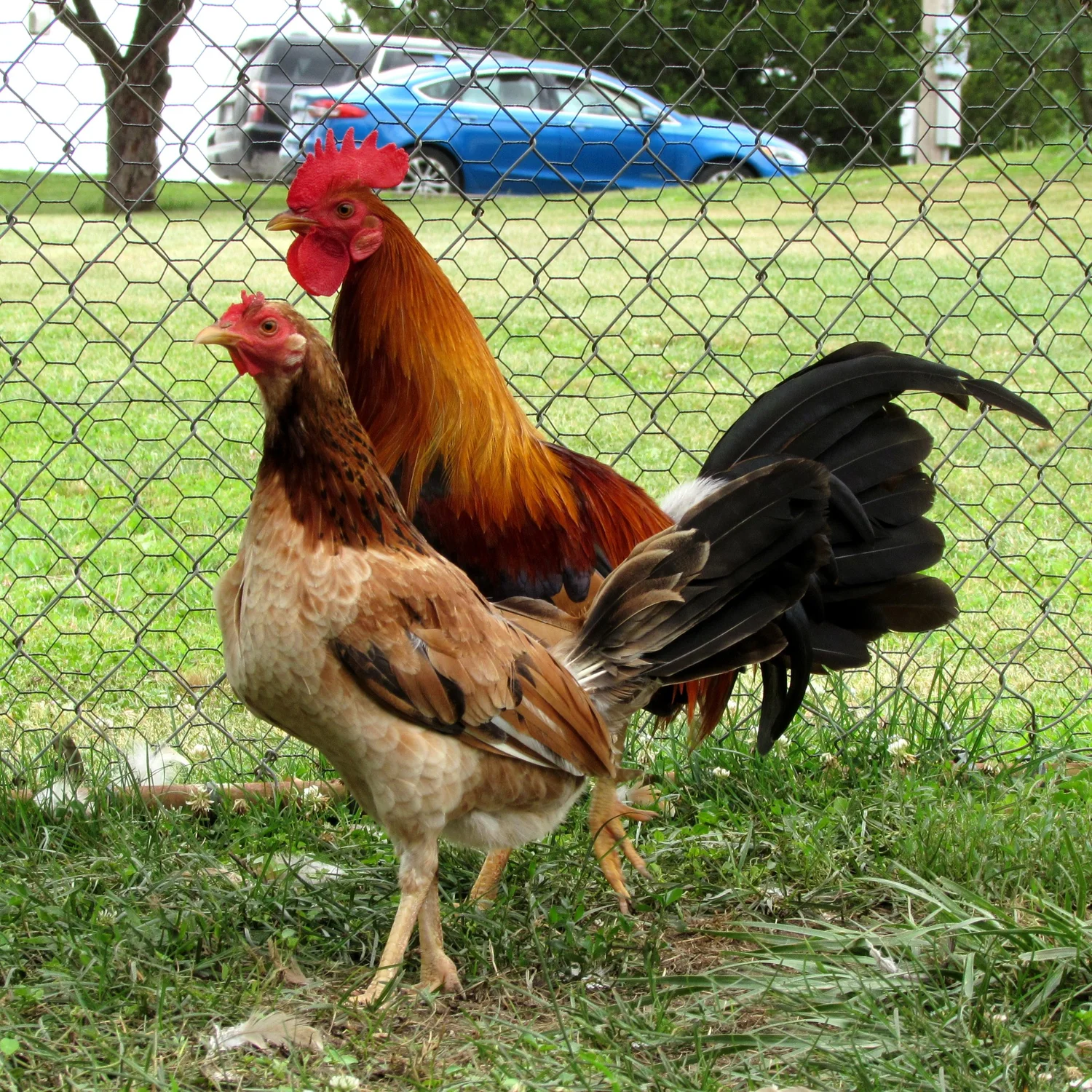 purebred Radio gamefowl hatching eggs - Image 2