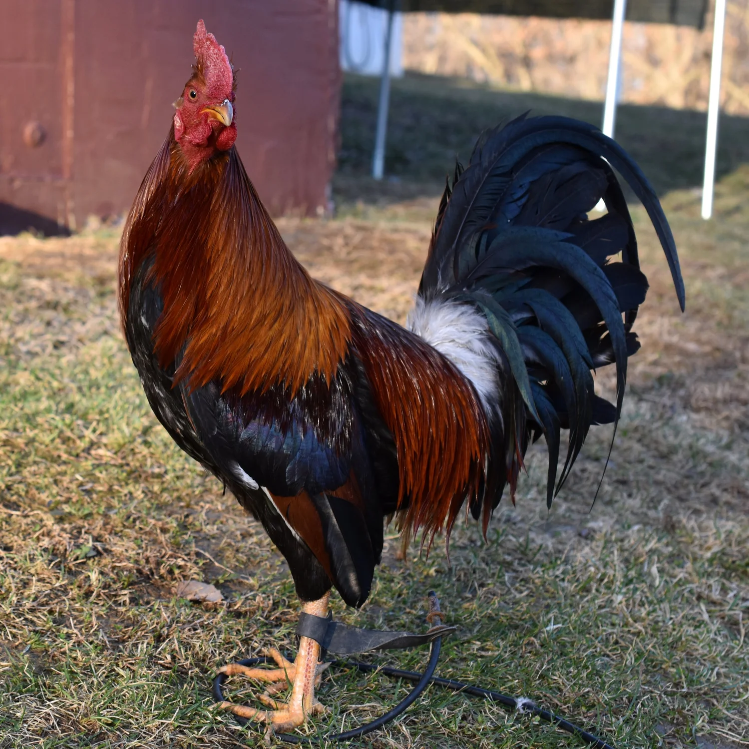 Radio Gamefowl Brood Cock for Sale - Image 3