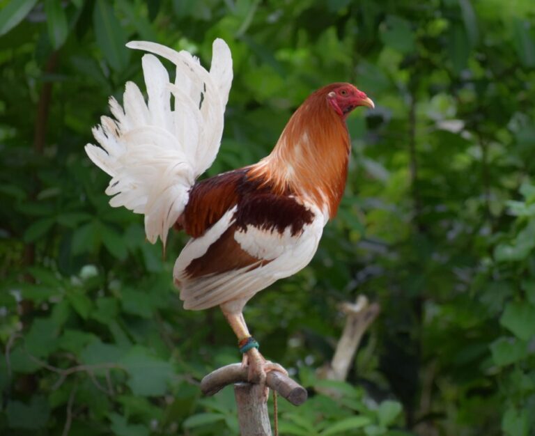 Purebred Red Pyle Gamefowl Cocks For Sale