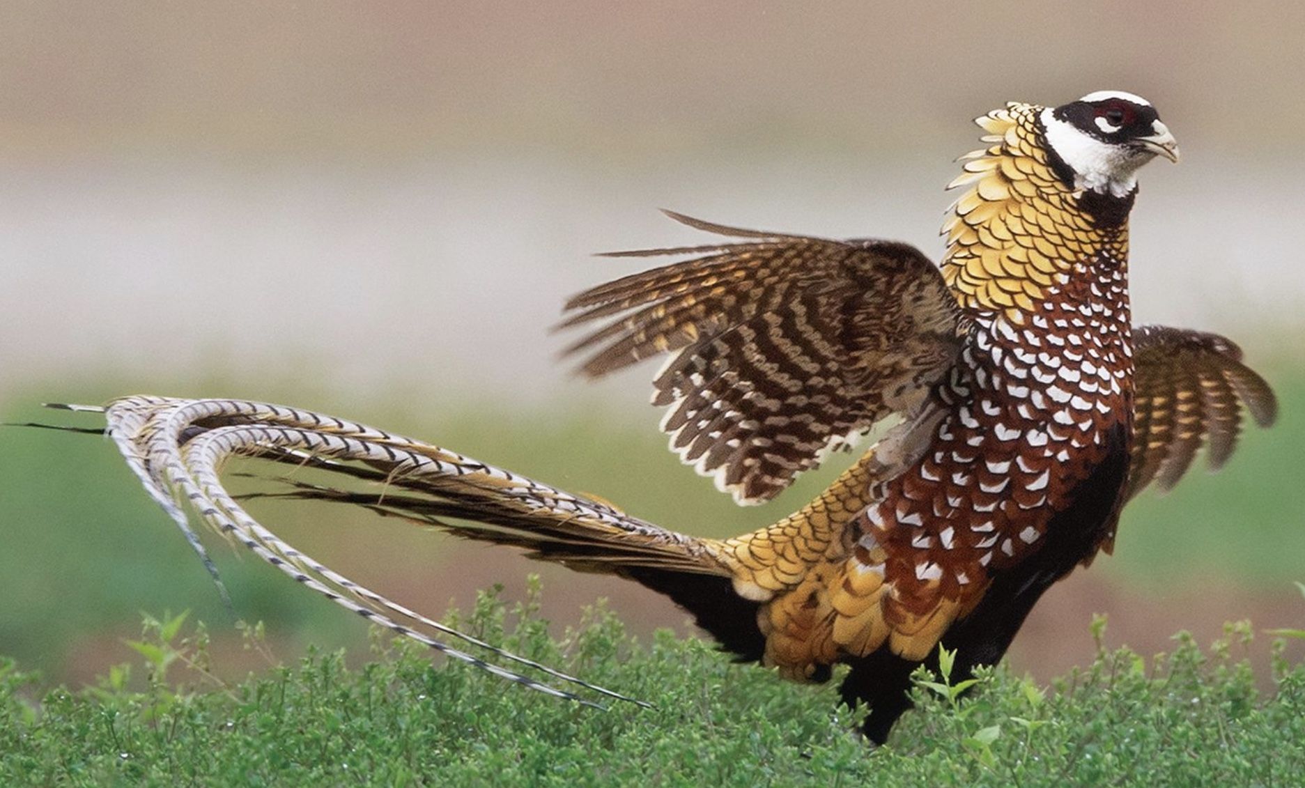 Reeves Pheasants