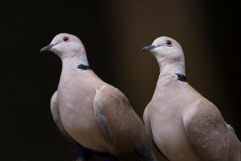 Gentle Purebred Ringneck Doves For Sale