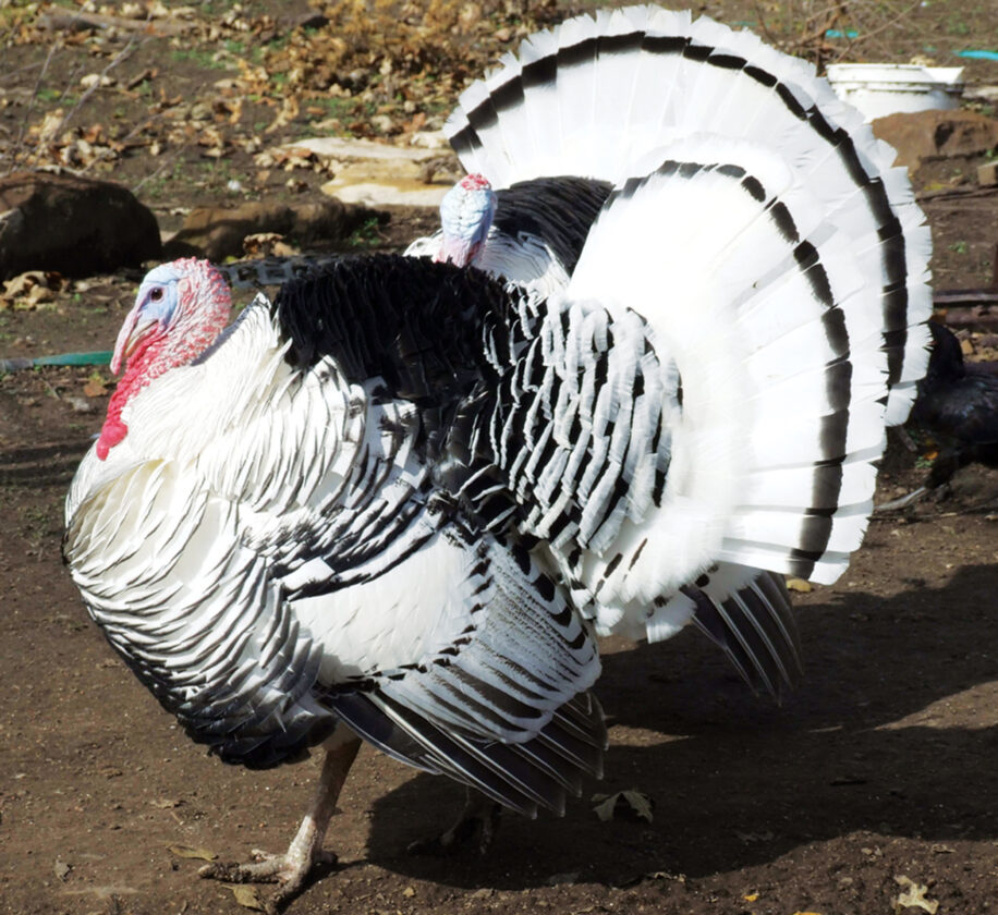 Buy Royal Palm Turkeys For Sale