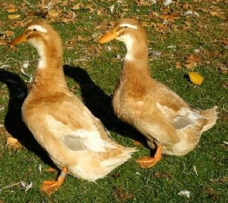 Buy Saxony Duck For Sale - Image 2