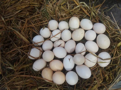 Albany Grey Gamefowl Hatching Eggs