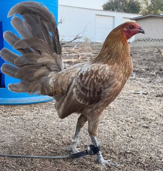 Miner blue hennie hens for sale