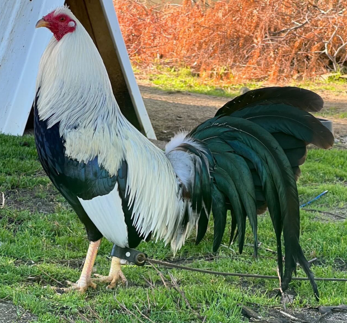 Purebred Law Grey Gamefowl Brood Cock