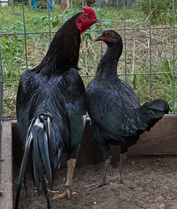 Buy purebred Black Jap gamefowl cocks