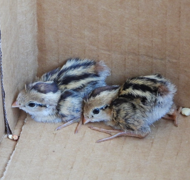 Buy live California Valley Quail day-old chicks online