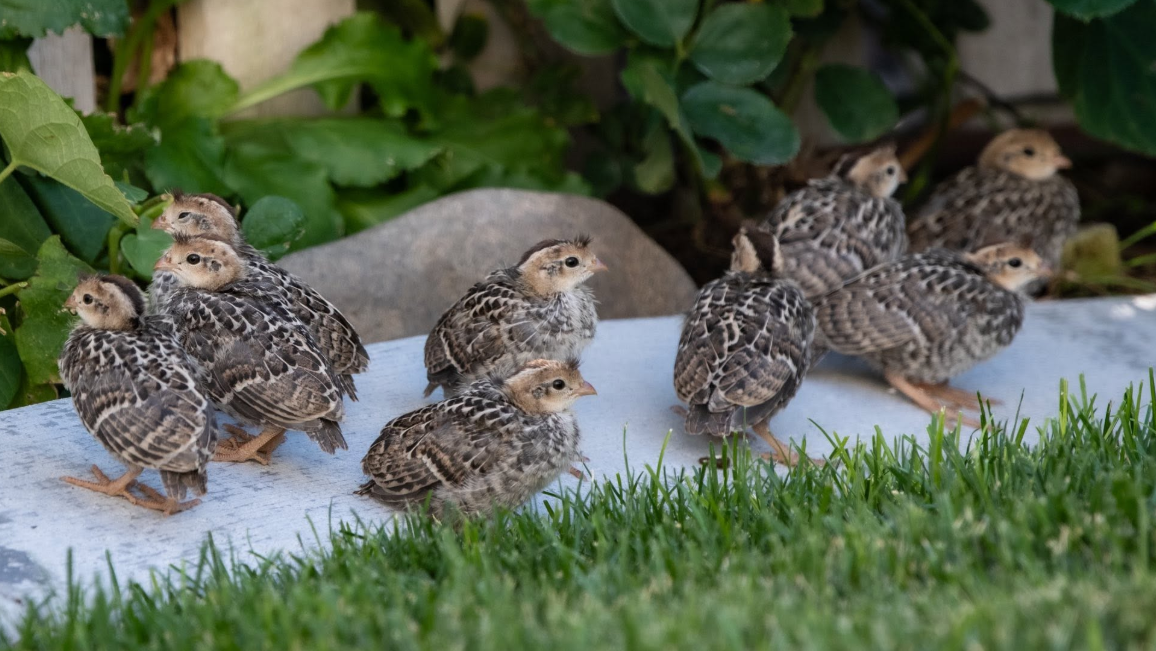 Buy live California Valley Quail day-old chicks online - Image 2