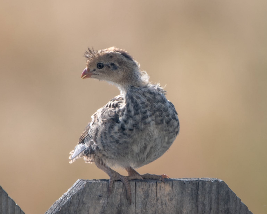 Buy live California Valley Quail day-old chicks online - Image 4