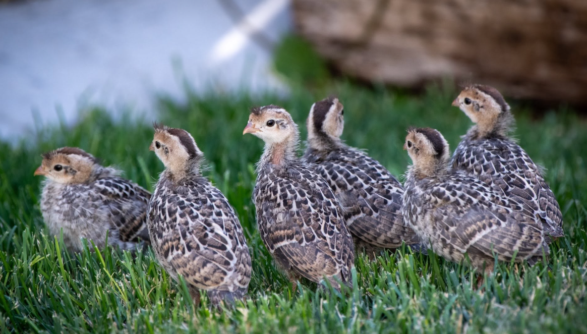 Buy live California Valley Quail day-old chicks online - Image 3