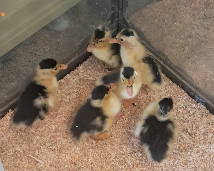 Buy sexed live Magpie day-old ducklings online