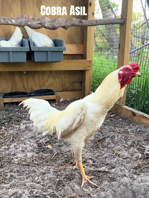 Buy purebred White Cobra Aseel (Asil) brood cocks