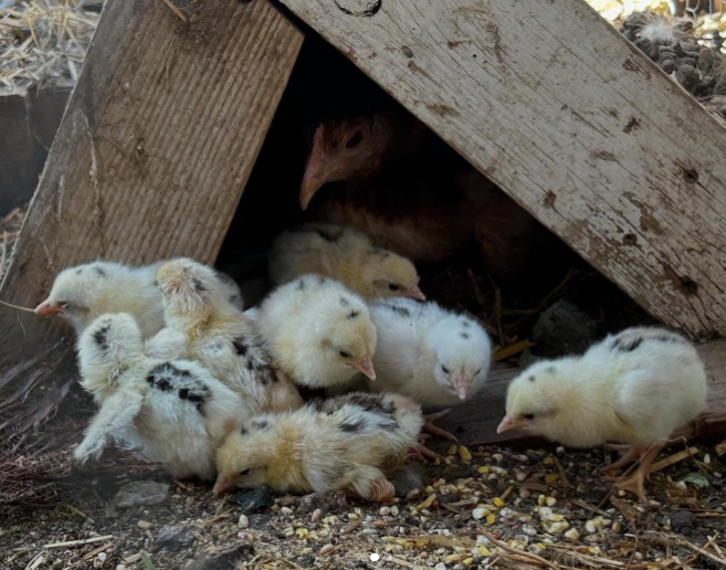 purebred Blueface Hatch sexed day-old chicks