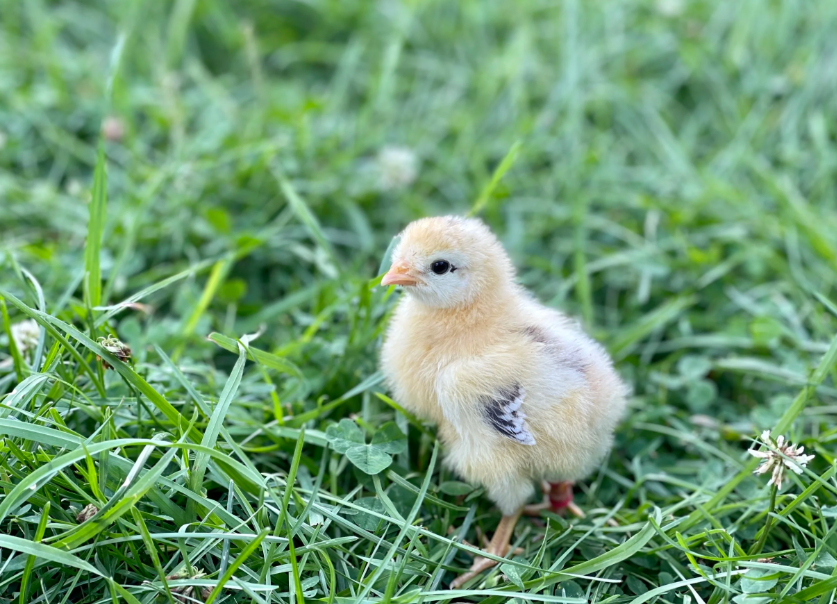 Buy sexed Sanjak Long Crower day-old chicks