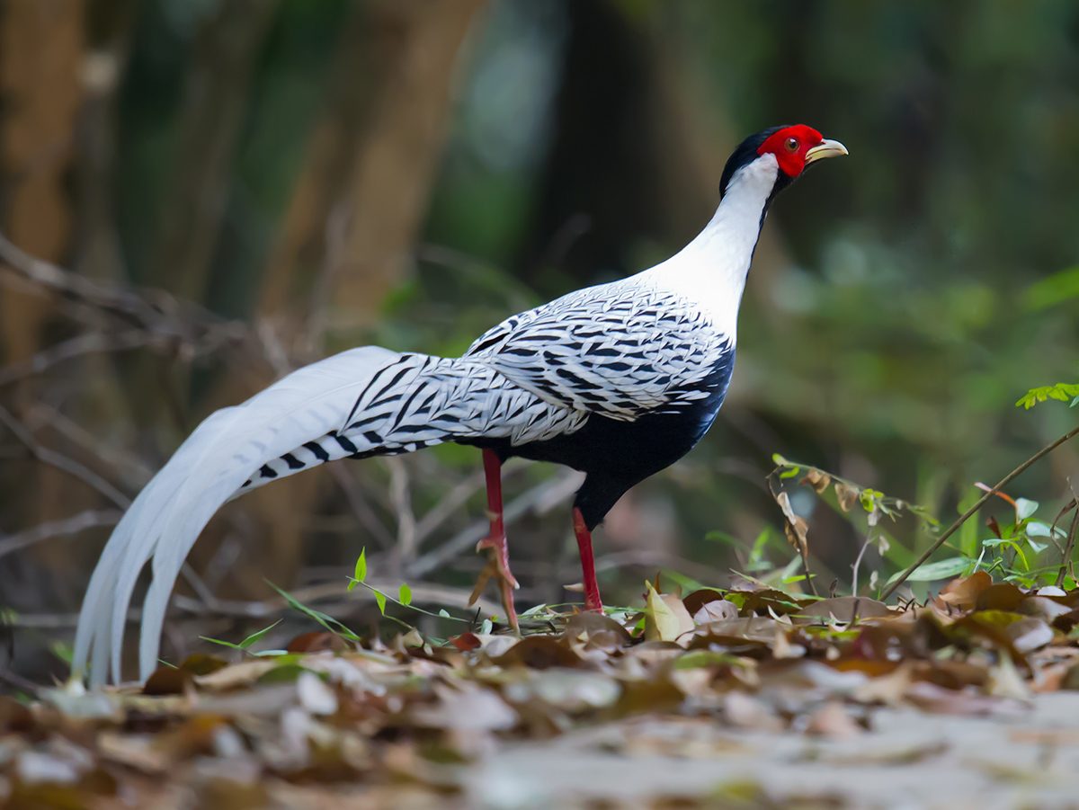 Silver Pheasants