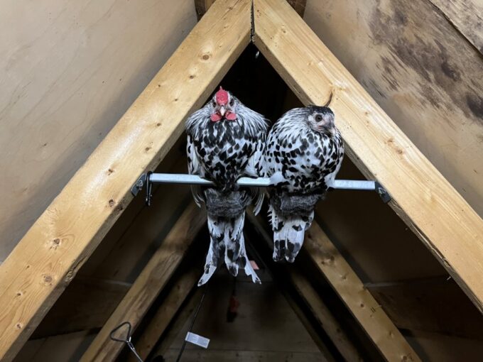 silver spangled hamburg for sale - Image 5