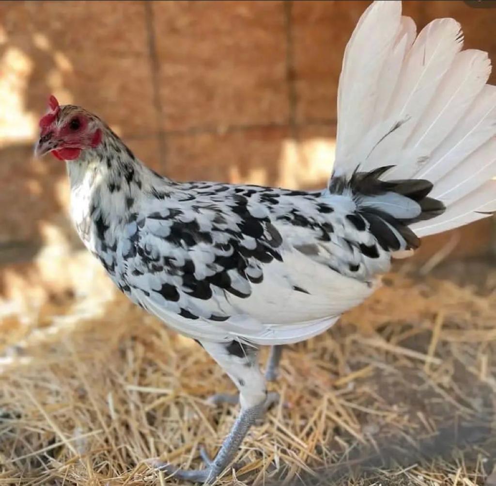 splash old english gamefowl for sale - Image 2