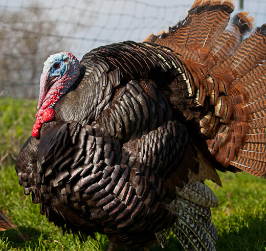 Standard Bronze Turkeys