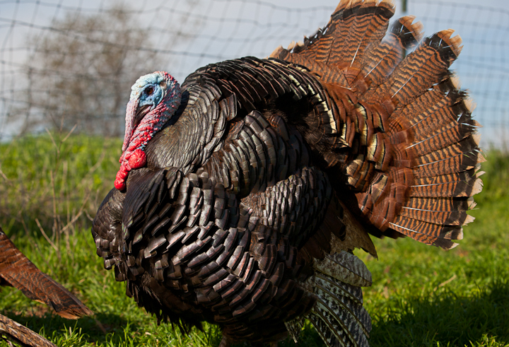 Standard Bronze Turkeys