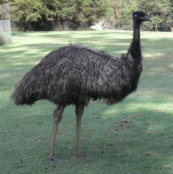 Tasmanian Emus