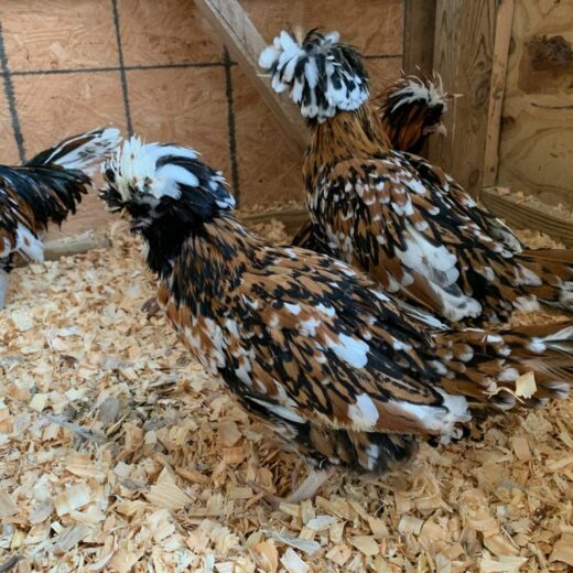 tolbunt polish chickens for sale