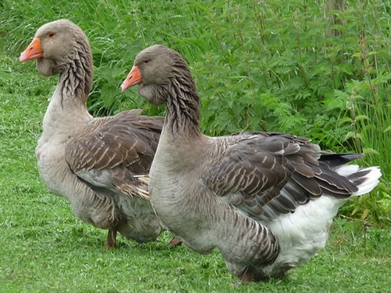 Toulouse Geese