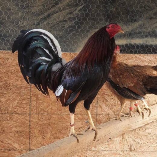 cardinal kelso cocks for sale