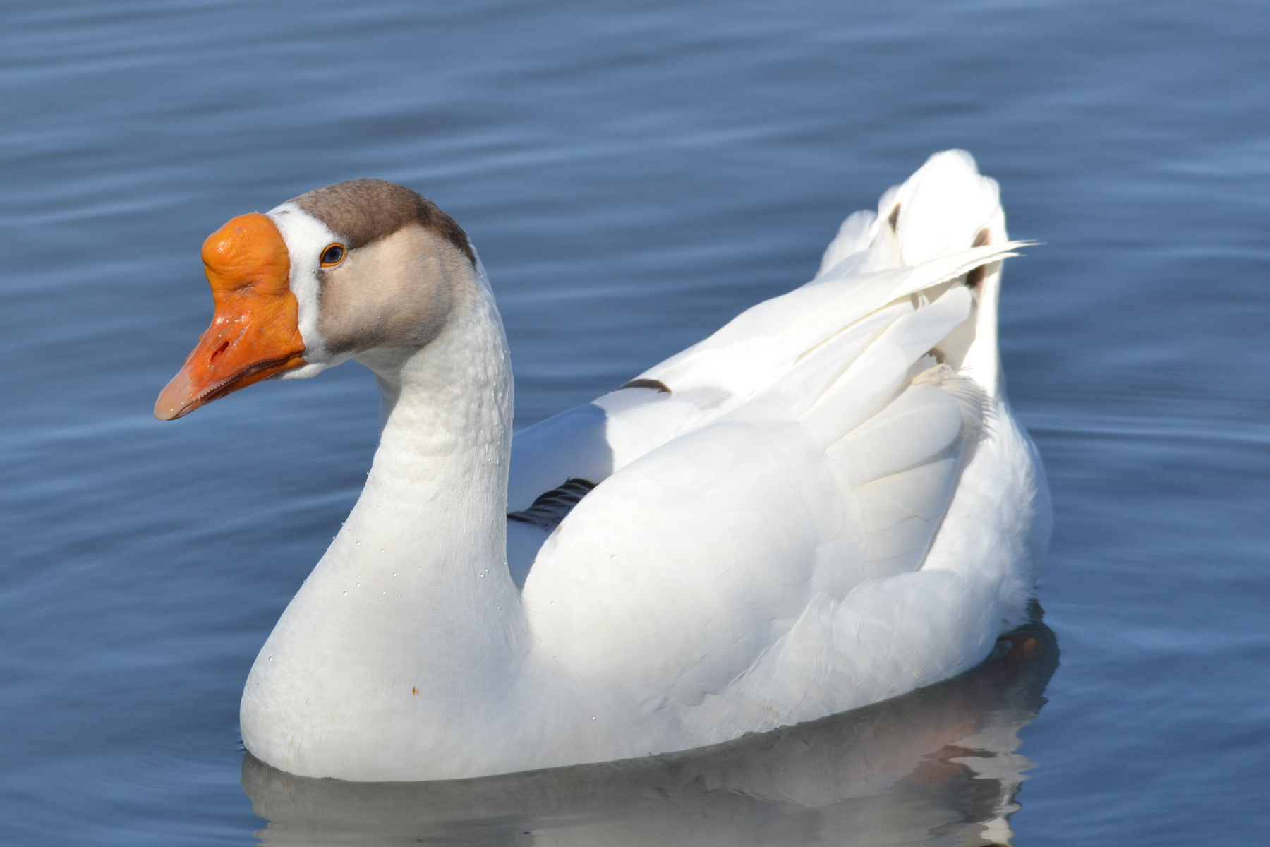 Buy White Chinese Geese For Sale