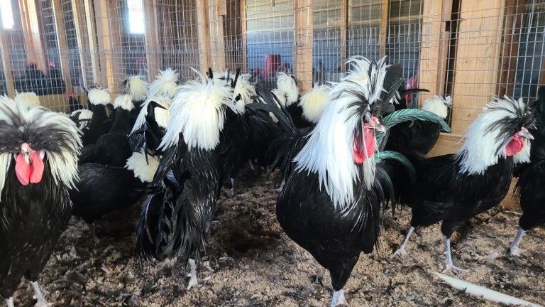 crested polish chickens for sale - Image 3