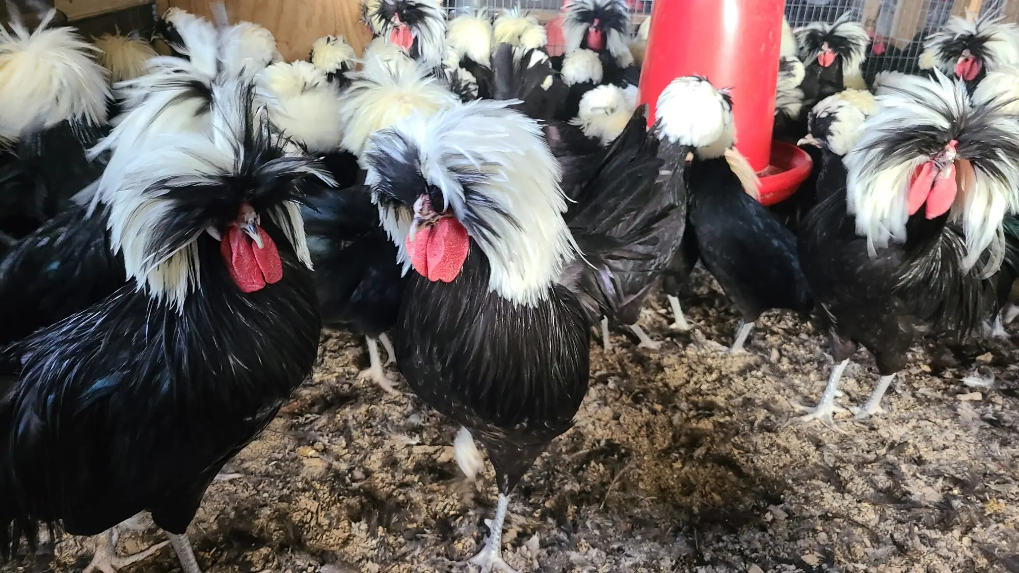 crested polish chickens for sale