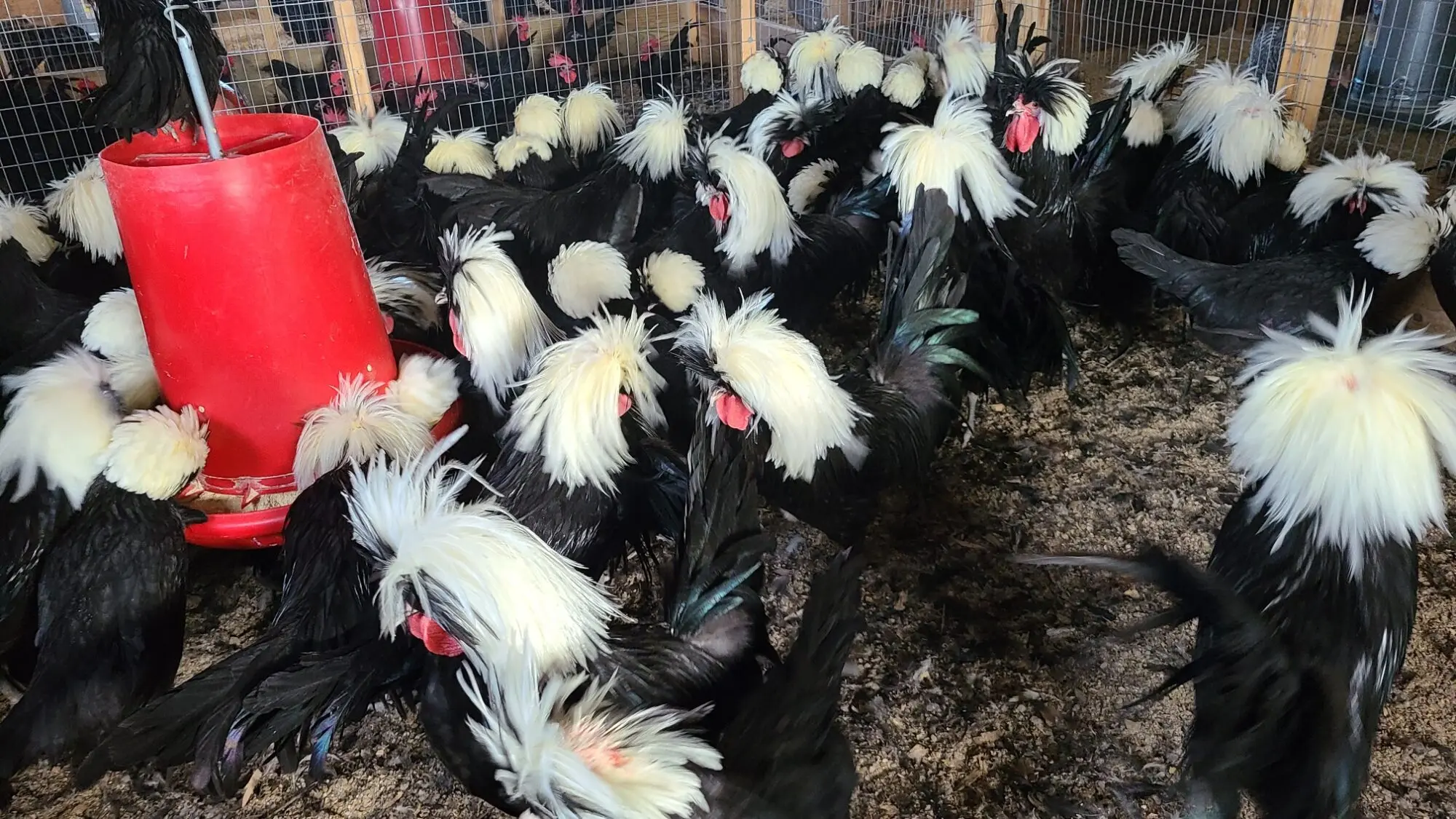 crested polish chickens for sale - Image 6
