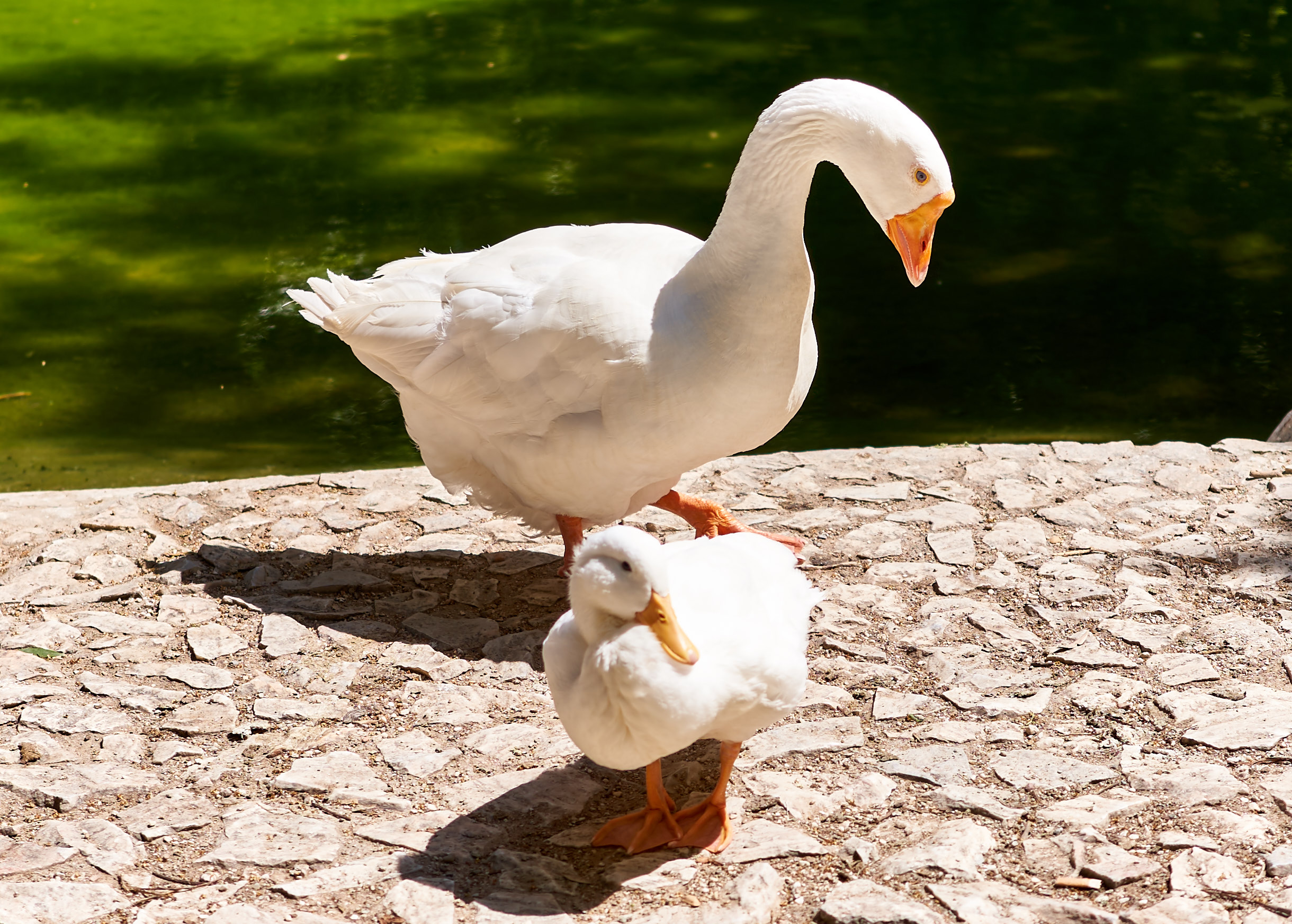 Buy White Embden Geese For Sale