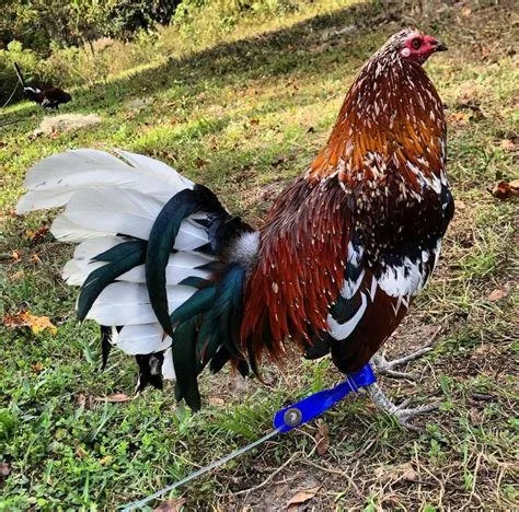 whitehackle game roosters for sale - Image 4
