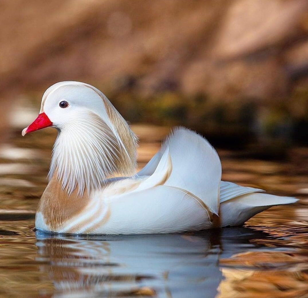 White Mandarin Ducks