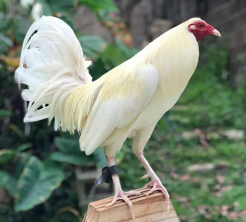 White Standard Old English Game Chickens For Sale - Image 2