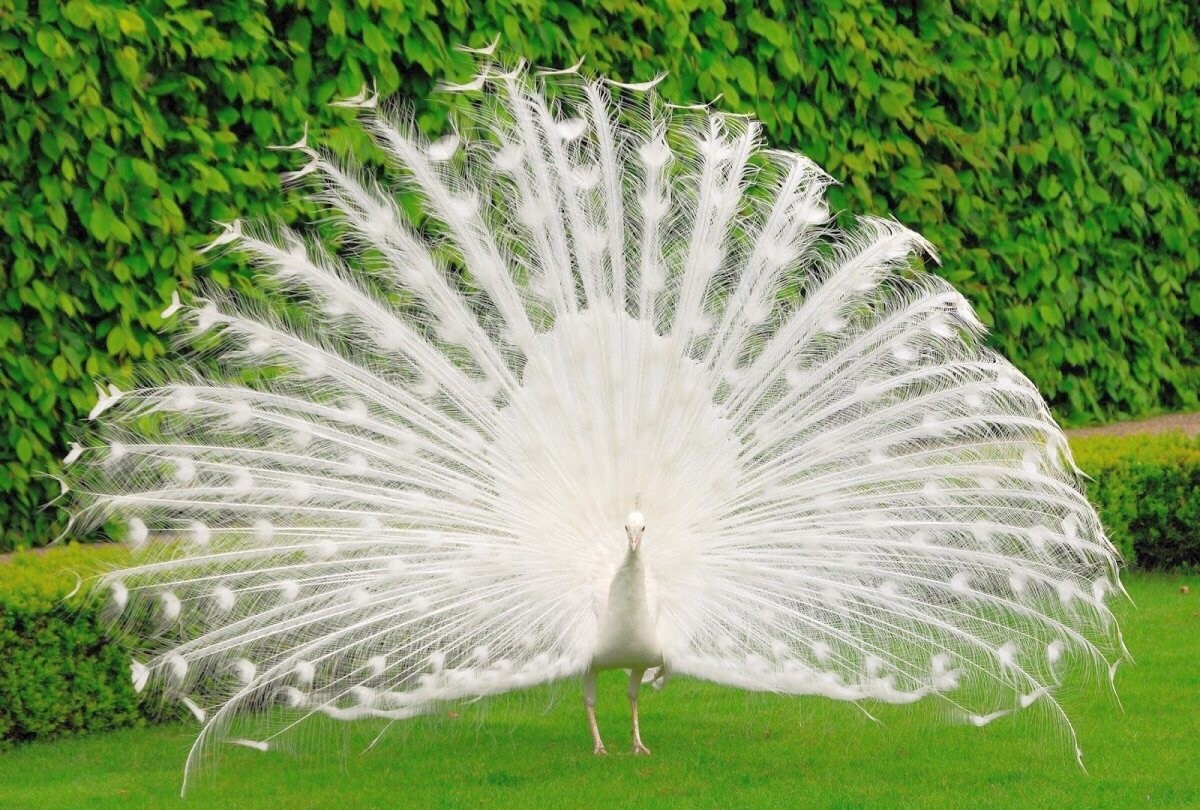 White Peafowl