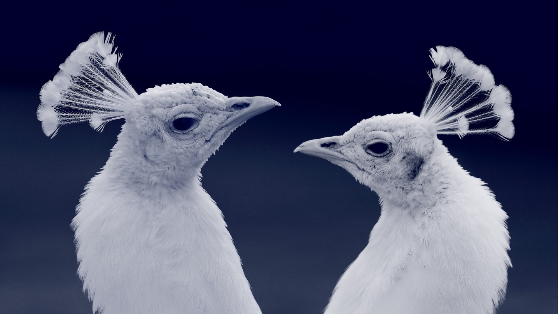 White Peafowl - Image 2