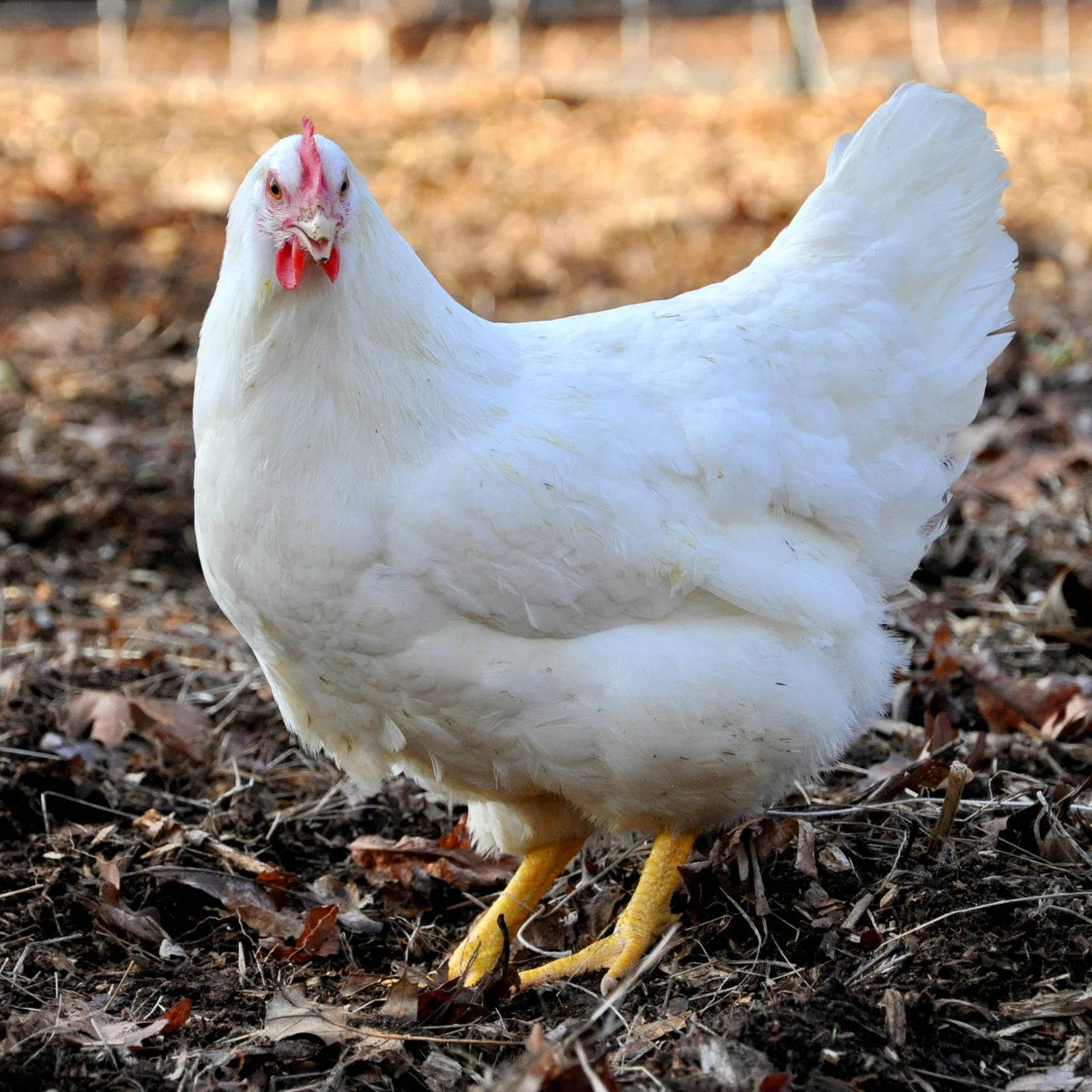 white plymouth rock hatching eggs for sale - Image 2