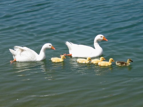 White Star Hybrid Duck - Image 2